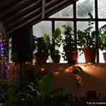 Las 5 plantas de interior que sobreviven a cualquier asesino de plantas plantas de interior imposibles de matar