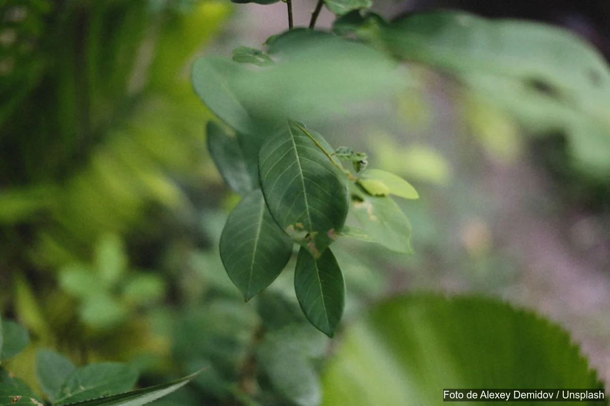 plantas de interior imposibles de matar