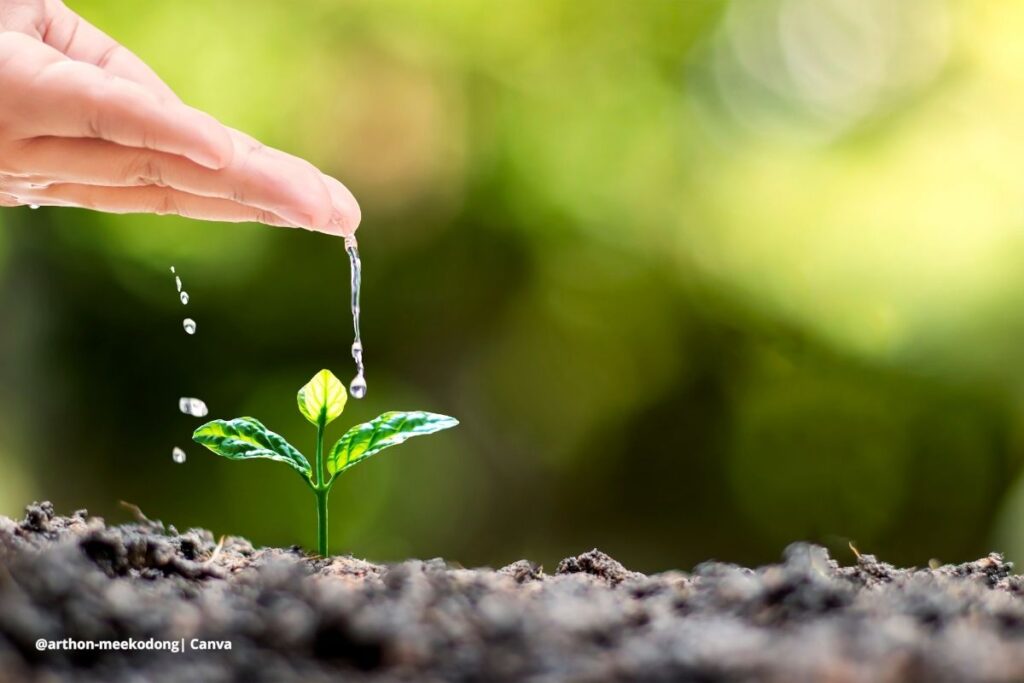 Agua de la lavadora para regar plantas