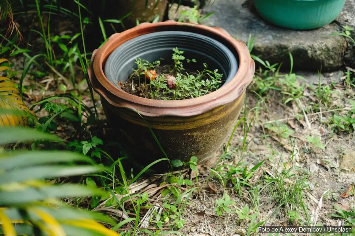 plantas de interior imposibles de matar
