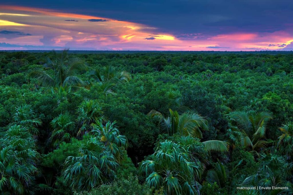 selvas más importantes, Selva boscosas e importantes, Más Estilo de Vida